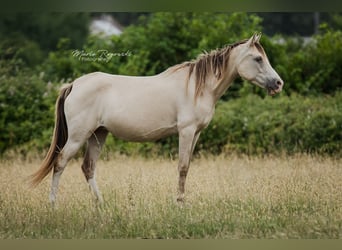 Arabisch Partbred, Merrie, 12 Jaar, 148 cm, Champagne