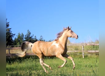 Arabisch Partbred, Merrie, 13 Jaar, 153 cm, Champagne