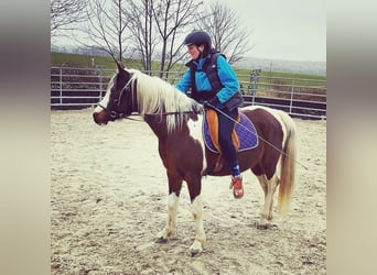 Arabisch Partbred, Merrie, 14 Jaar, 148 cm, Tobiano-alle-kleuren