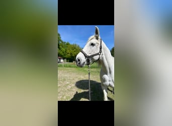 Arabisch Partbred, Merrie, 17 Jaar, 165 cm, Schimmel