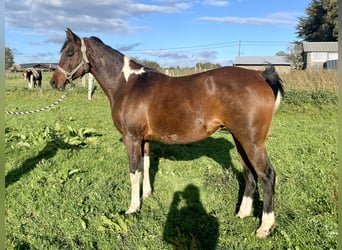 Arabisch Partbred, Merrie, 17 Jaar, Tobiano-alle-kleuren