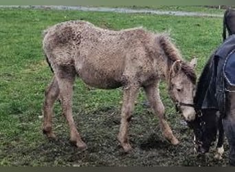 Arabisch Partbred, Merrie, 1 Jaar, 140 cm, Champagne