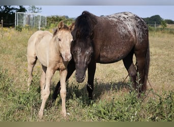 Arabisch Partbred, Merrie, 1 Jaar, 145 cm, Champagne