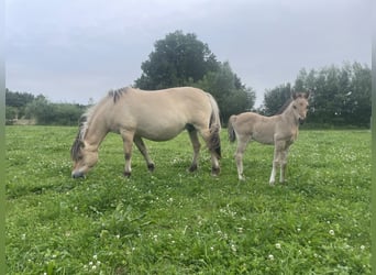 Arabisch Partbred, Merrie, 1 Jaar, 145 cm, Falbe