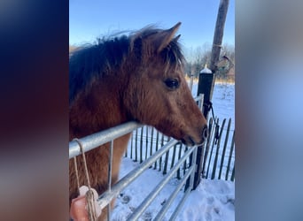 Arabisch Partbred, Merrie, 1 Jaar, 145 cm, Falbe