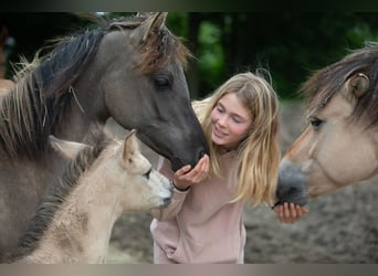 Arabisch Partbred, Merrie, 1 Jaar, 146 cm, Grullo