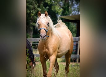 Arabisch Partbred, Merrie, 1 Jaar, 148 cm