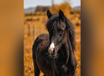 Arabisch Partbred, Merrie, 1 Jaar, 150 cm, Zwart