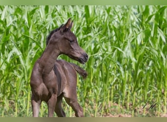 Arabisch Partbred, Merrie, 1 Jaar, 150 cm, Zwart
