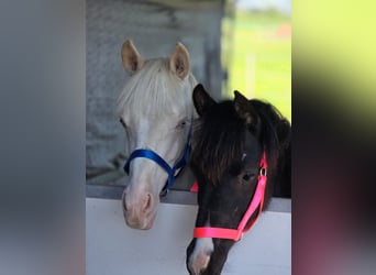 Arabisch Partbred, Merrie, 1 Jaar, 150 cm, Zwart