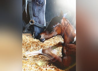 Arabisch Partbred, Merrie, 1 Jaar, 154 cm, Tobiano-alle-kleuren