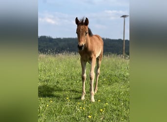 Arabisch Partbred, Merrie, 1 Jaar, 155 cm, Bruin