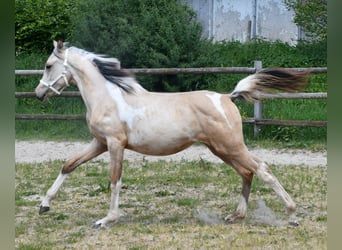 Arabisch Partbred, Merrie, 1 Jaar, 155 cm, Buckskin