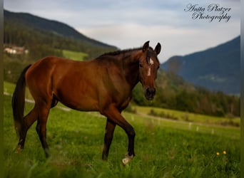 Arabisch Partbred, Merrie, 1 Jaar