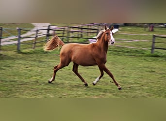 Arabisch Partbred, Merrie, 1 Jaar, Vos