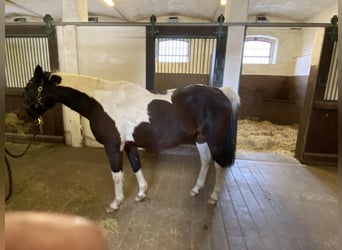 Arabisch Partbred, Merrie, 21 Jaar, 152 cm, Gevlekt-paard