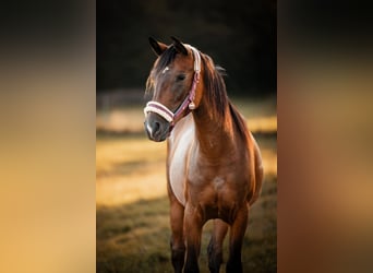 Arabisch Partbred, Merrie, 2 Jaar, 145 cm, Bruin