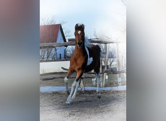 Arabisch Partbred, Merrie, 2 Jaar, 153 cm, Gevlekt-paard