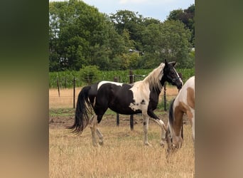 Arabisch Partbred, Merrie, 2 Jaar, 155 cm, Tobiano-alle-kleuren