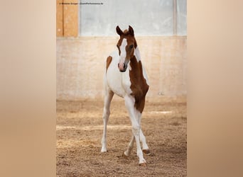 Arabisch Partbred, Merrie, 2 Jaar, 163 cm, Gevlekt-paard