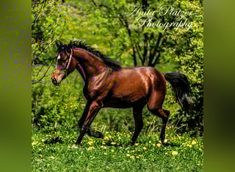 Arabisch Partbred, Merrie, 2 Jaar, Donkerbruin