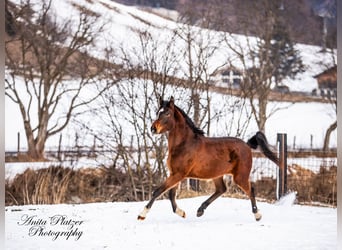 Arabisch Partbred, Merrie, 2 Jaar, Donkerbruin