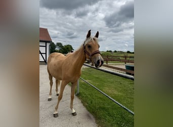 Arabisch Partbred, Merrie, 2 Jaar, Palomino