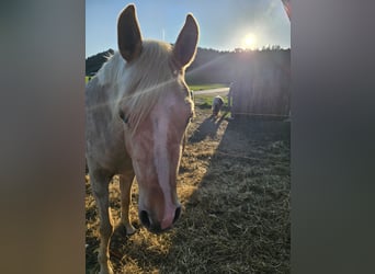 Arabisch Partbred, Merrie, 3 Jaar, 150 cm, Palomino