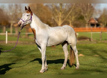 Arabisch Partbred, Merrie, 3 Jaar, 155 cm, Gevlekt-paard