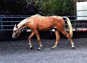 Arabisch Partbred, Merrie, 3 Jaar, 155 cm, Palomino