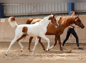 Arabisch Partbred, Merrie, 3 Jaar, 160 cm, Gevlekt-paard