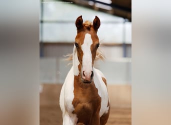 Arabisch Partbred, Merrie, 3 Jaar, 160 cm, Gevlekt-paard