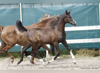 Arabisch Partbred, Merrie, 3 Jaar, 160 cm, Zwartbruin