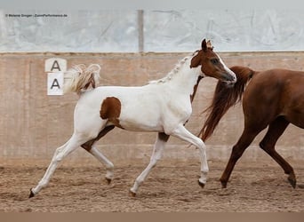 Arabisch Partbred, Merrie, 3 Jaar, 163 cm, Gevlekt-paard