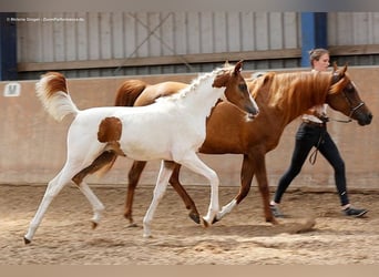 Arabisch Partbred, Merrie, 3 Jaar, 163 cm, Gevlekt-paard