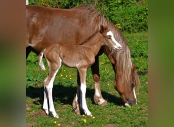 Arabisch Partbred, Merrie, 4 Jaar, 143 cm, Bruin