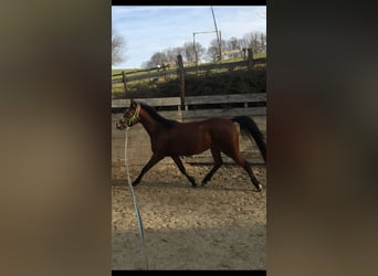 Arabisch Partbred, Merrie, 4 Jaar, 150 cm, Bruin