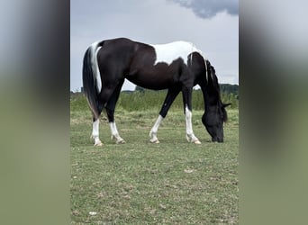 Arabisch Partbred, Merrie, 4 Jaar, 150 cm, Gevlekt-paard