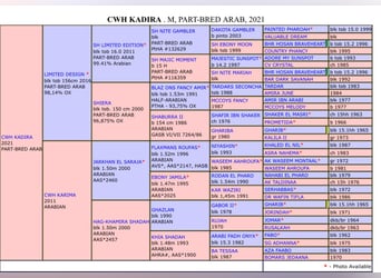 Arabisch Partbred, Merrie, 4 Jaar, 150 cm, Gevlekt-paard