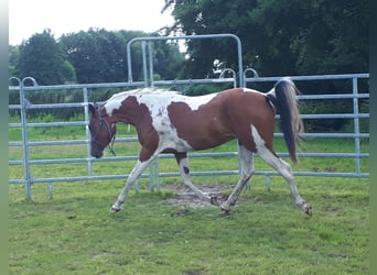 Arabisch Partbred, Merrie, 4 Jaar, 150 cm, Tobiano-alle-kleuren