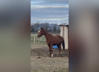 Arabisch Partbred, Merrie, 4 Jaar, 150 cm, Vos