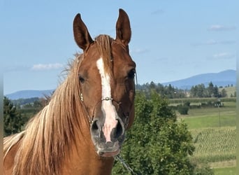 Arabisch Partbred, Merrie, 4 Jaar, 155 cm, Vos