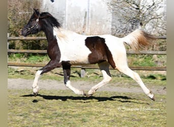 Arabisch Partbred, Merrie, 4 Jaar, 158 cm, Tobiano-alle-kleuren