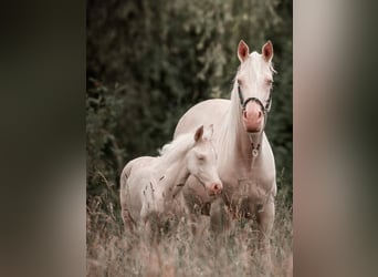 Arabisch Partbred, Merrie, 4 Jaar, 160 cm, Cremello
