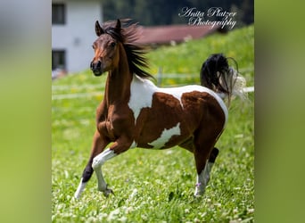 Arabisch Partbred, Merrie, 5 Jaar, 148 cm, Tobiano-alle-kleuren