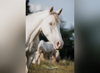 Arabisch Partbred, Merrie, 5 Jaar, 151 cm, Champagne