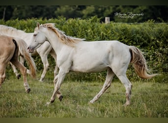 Arabisch Partbred, Merrie, 5 Jaar, 151 cm, Champagne