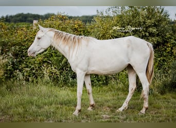 Arabisch Partbred, Merrie, 5 Jaar, 151 cm, Champagne