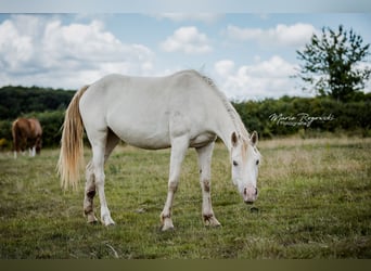 Arabisch Partbred, Merrie, 5 Jaar, 151 cm, Champagne