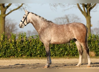 Arabisch Partbred, Merrie, 6 Jaar, 166 cm, Blauwschimmel